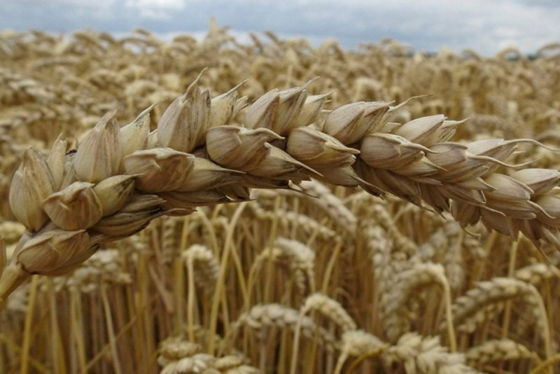 В Беларуси вводится временное лицензирование на вывоз зерновых