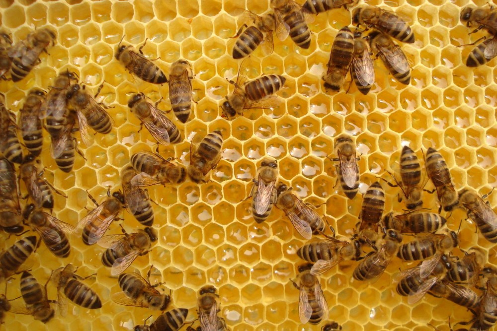 10 октября 2023 г. клуб пчеловодов «Белорусские пчёлы» проводит конкурс по пчеловодству