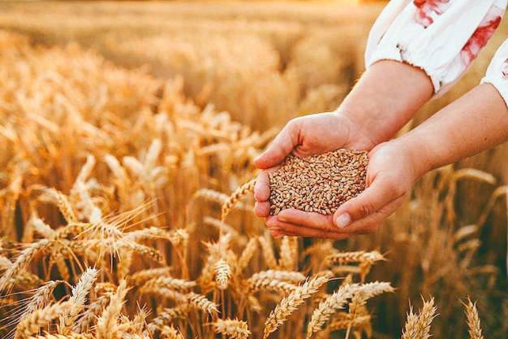 В Беларуси на 4 октября намолочено 8007,9 тыс.т зерна включая рапс