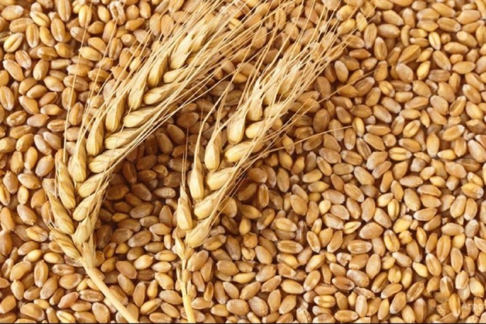 В Беларуси на 30 августа собрано 96% зерновых колосовых, зернобобовых культур и рапса