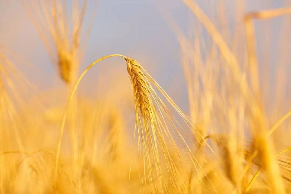 В Беларуси на 11 октября намолочено 8350,2 тыс.т зерна включая рапс