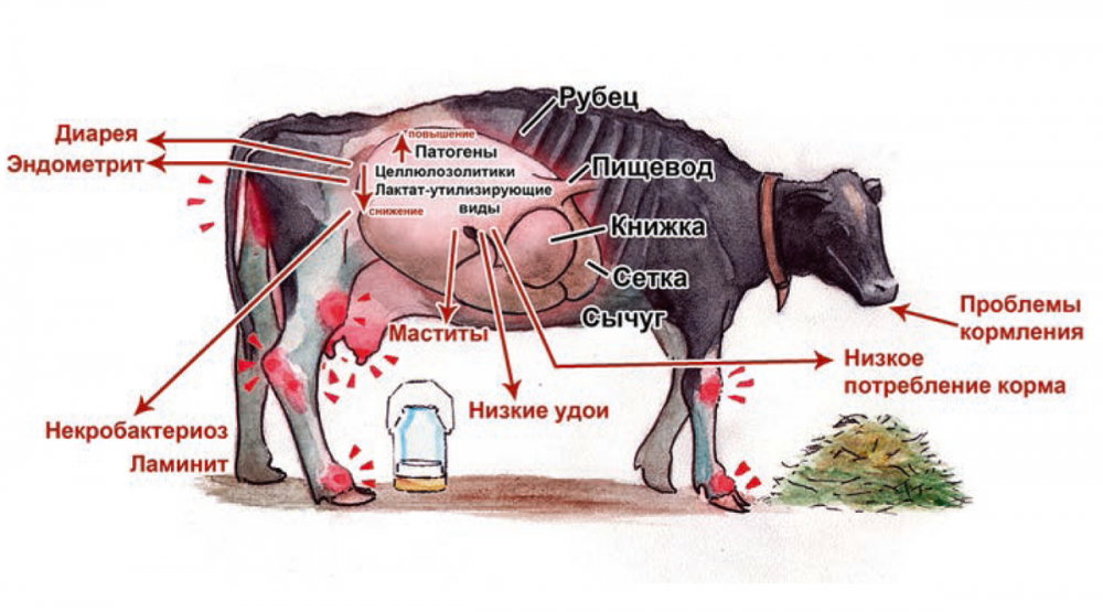 Кетоз коров